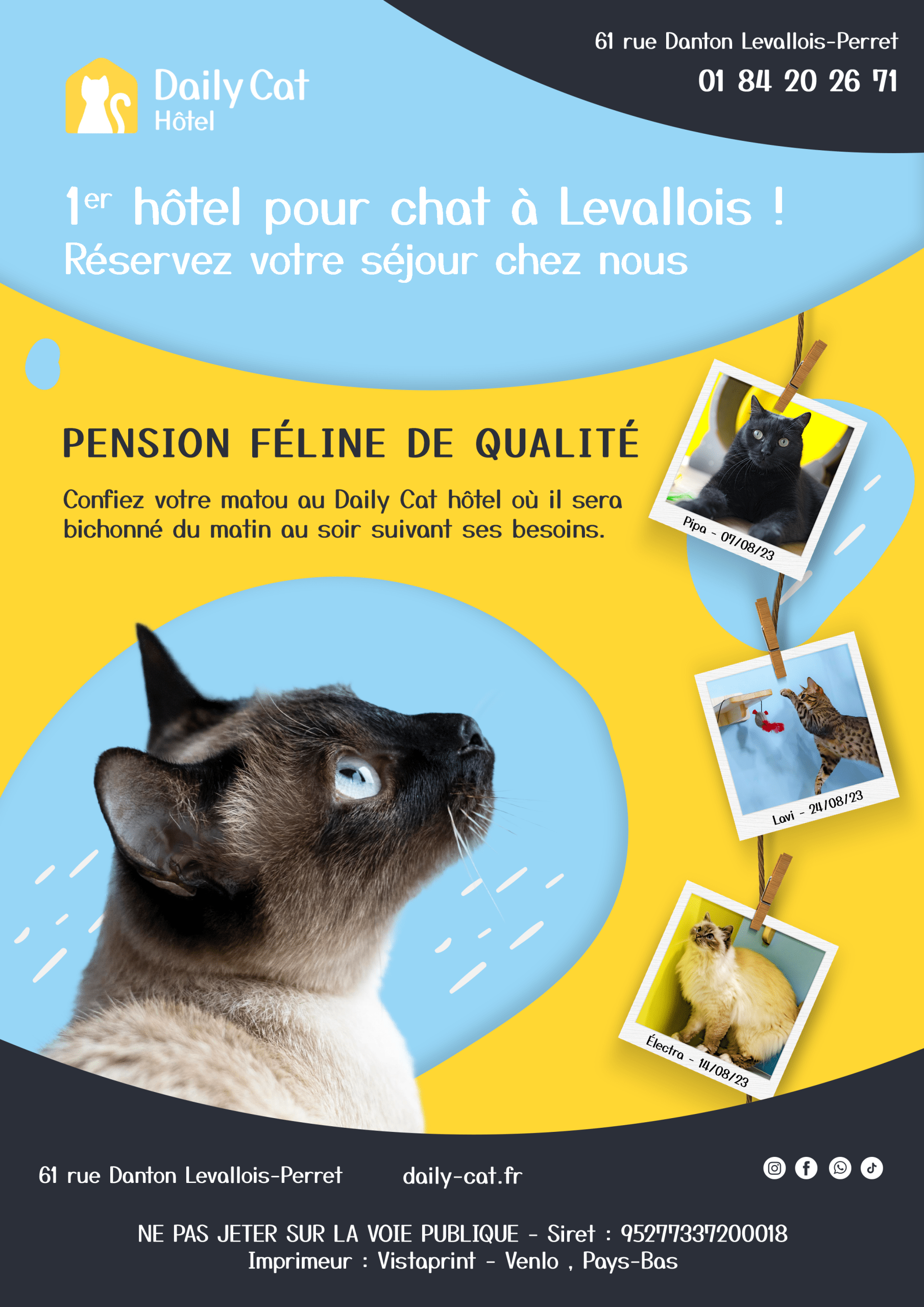 flyer daily cat